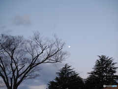 朝の月