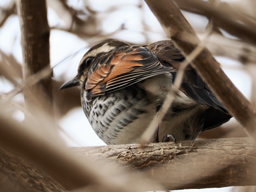 丸々ツグミさん