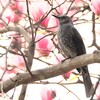 目が合ってしまったヒヨドリさん