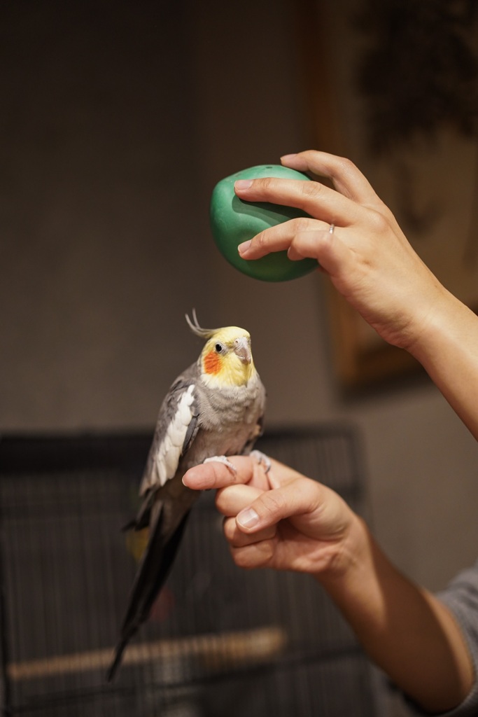 オカメインコ