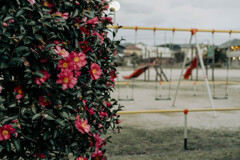椿と公園