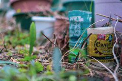 家庭菜園
