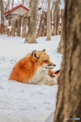 雪と狐
