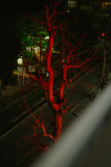 真っ赤な木