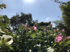 芙蓉　英勝寺
