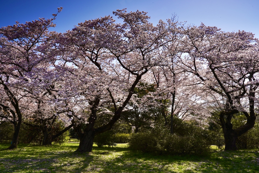 昭和記念公園　さくら