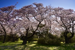 昭和記念公園　さくら