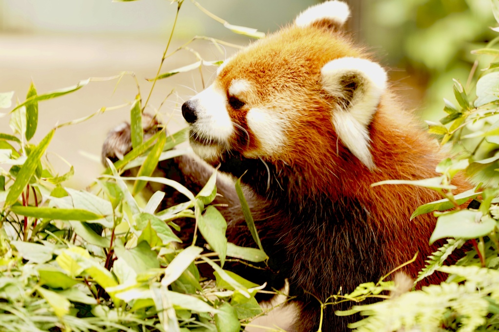 レッサーパンダ