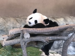アドベンチャー