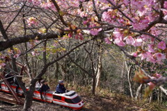 松田さくら祭り