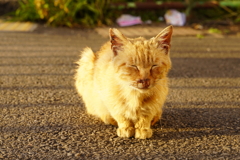 夕日ねこ