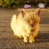 夕日ねこ