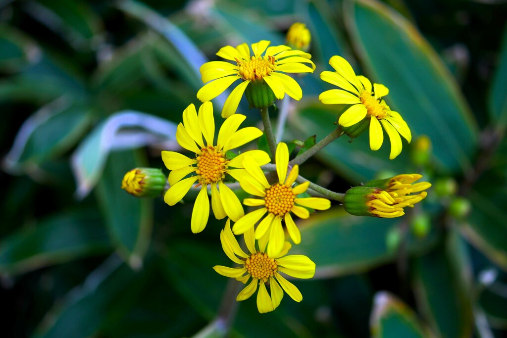 初冬に咲く花「ツワブキ」 