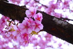 ① 河津桜