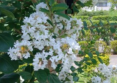 白色のサルスベリの花が・・・