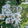 白色のサルスベリの花が・・・