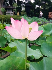 境内に咲く蓮の花。