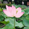 境内に咲く蓮の花。