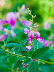 園内に咲く「萩の花」です。