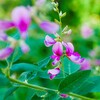 園内に咲く「萩の花」です。
