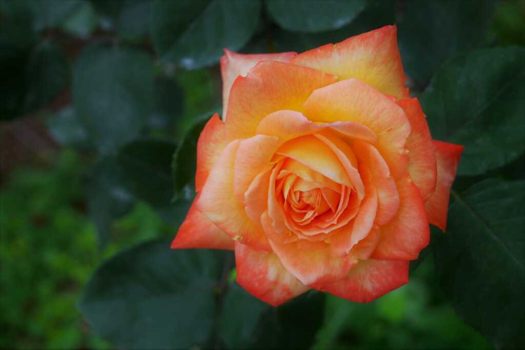 薔薇（8）