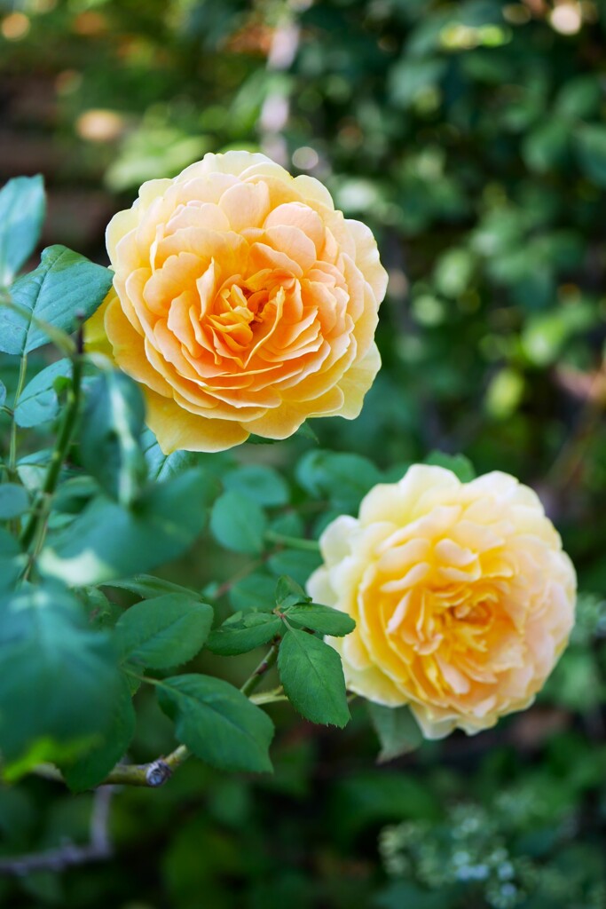秋の薔薇  ①