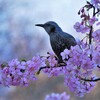 河津桜とヒヨドリ（3）