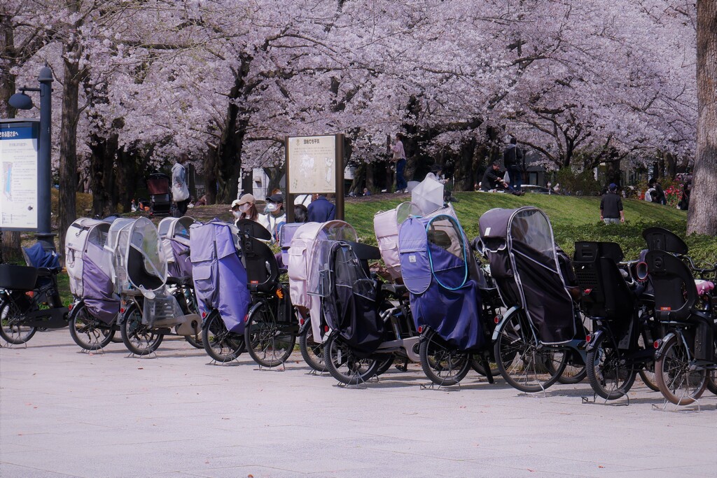 ママチャリでお花見　2