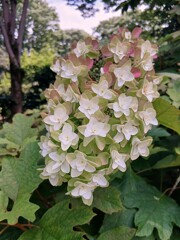 郷土の森あじさいまつり ②