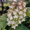 郷土の森あじさいまつり ②