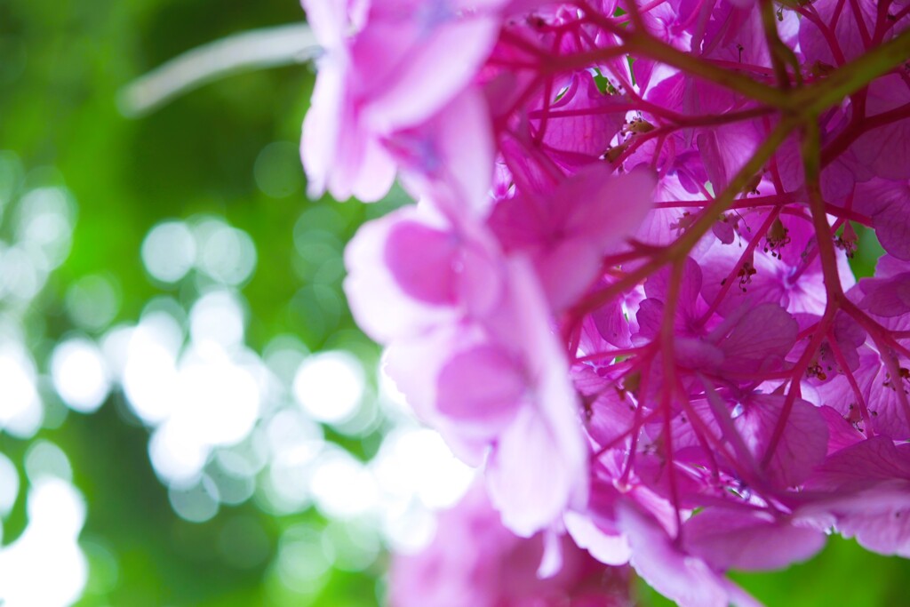 アジサイの花（8）