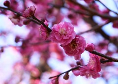 ② 春のような陽気に、梅の花が見頃に・・・
