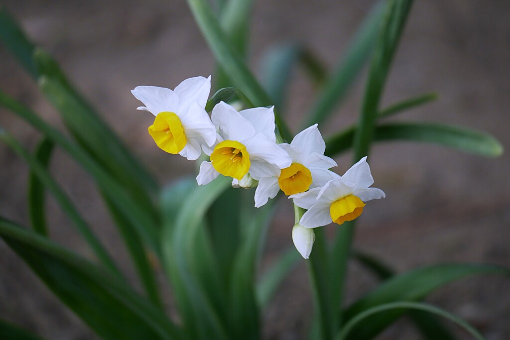 園内にニホンズイセンが・・・