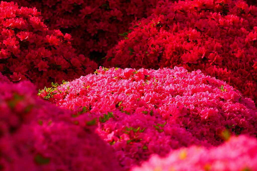 ④ 根津神社のつつじ苑にて
