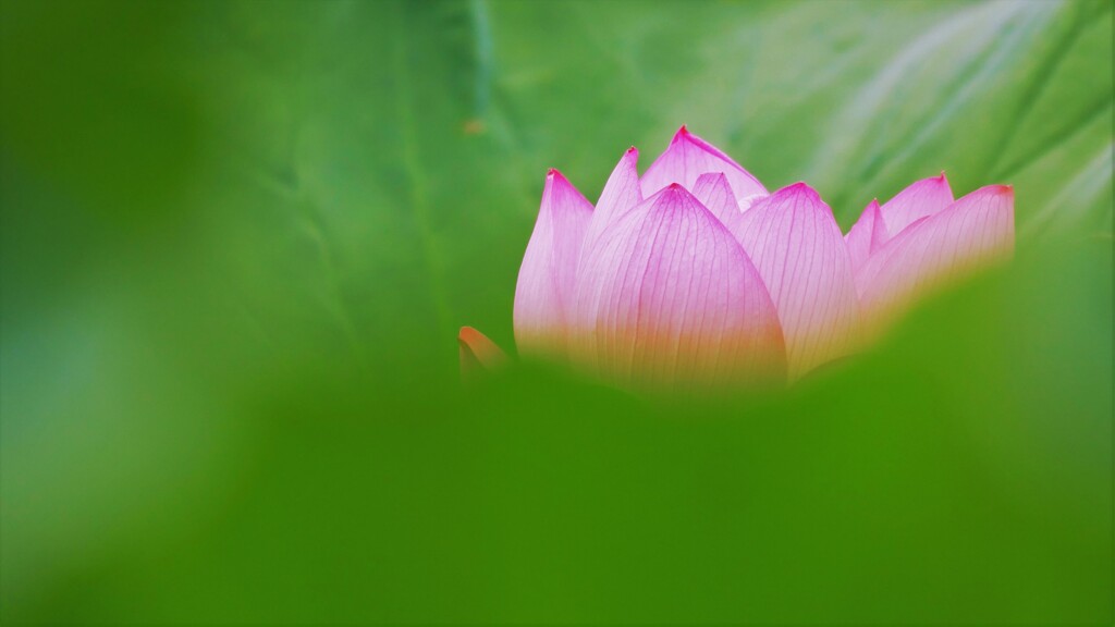 上野不忍池の蓮