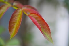 小さな秋見つけた