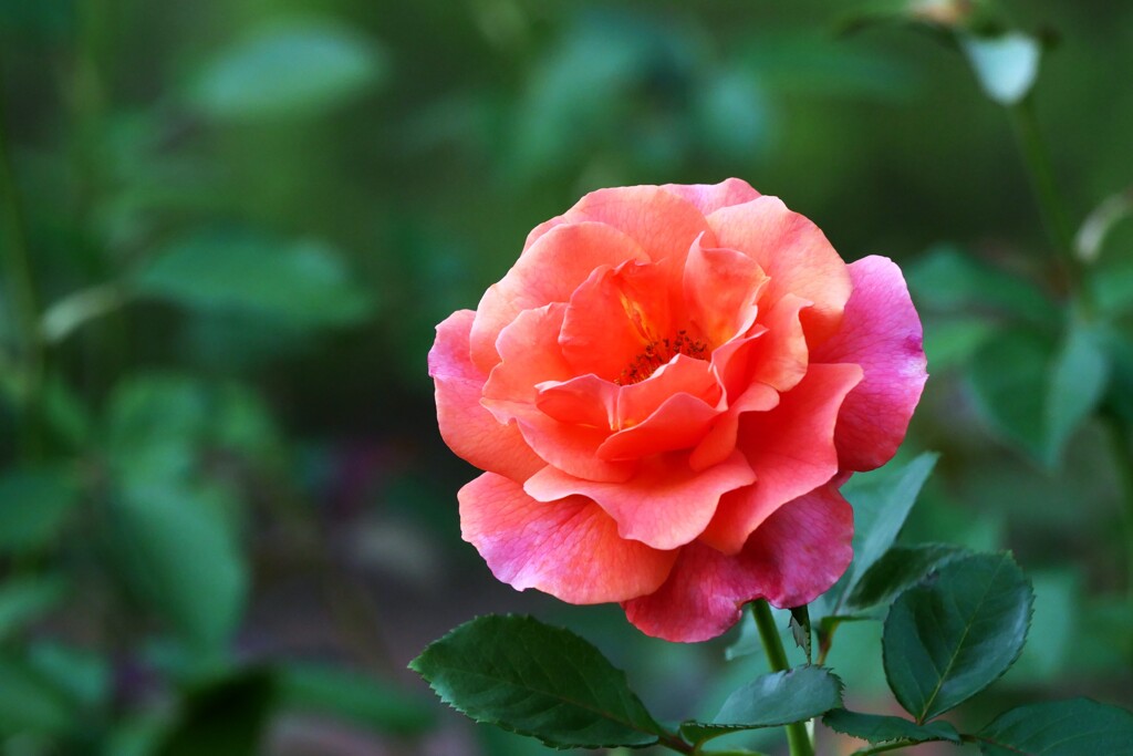 薔薇  