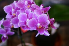 「らん・ラン・蘭 展  2026年」が開催中！