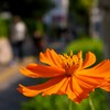 街中のキバナコスモス