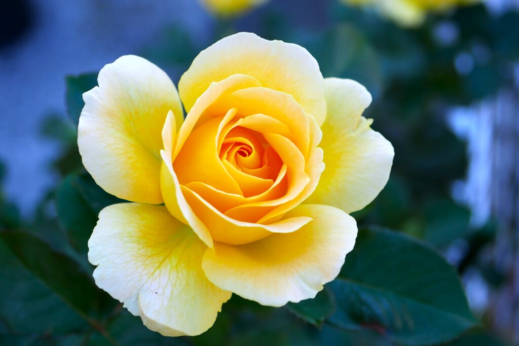 The Yellow Rose ④