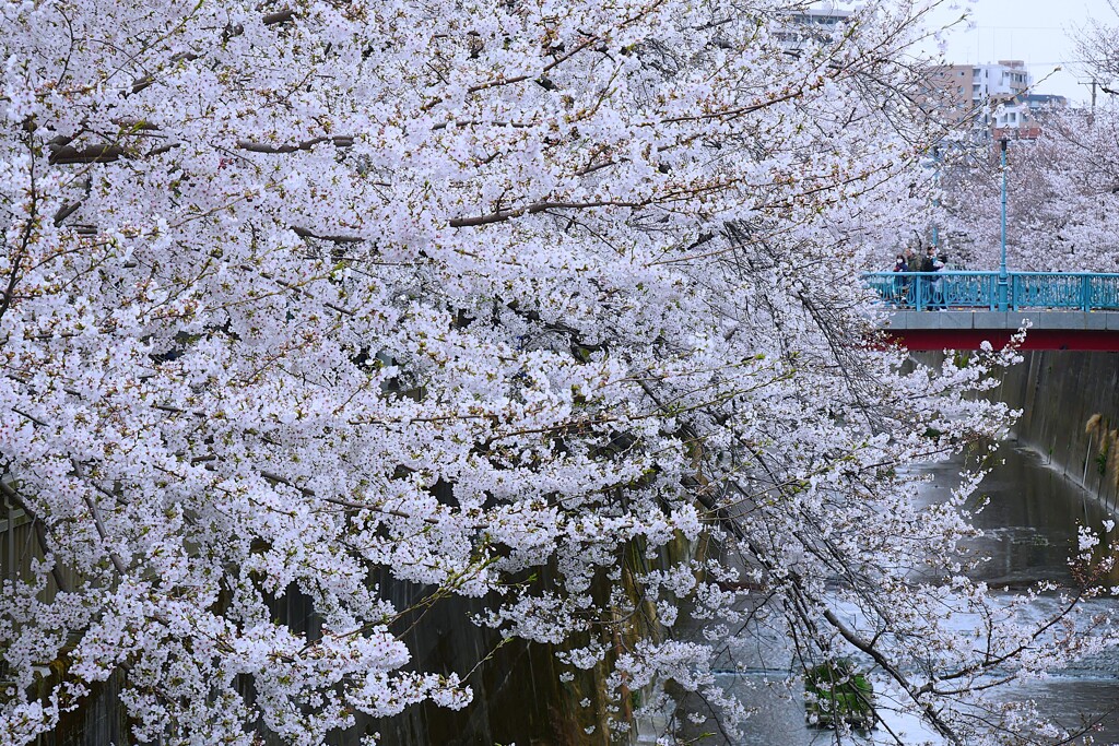 ③ 石神井川の桜並木