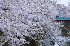 ③ 石神井川の桜並木
