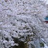 ③ 石神井川の桜並木