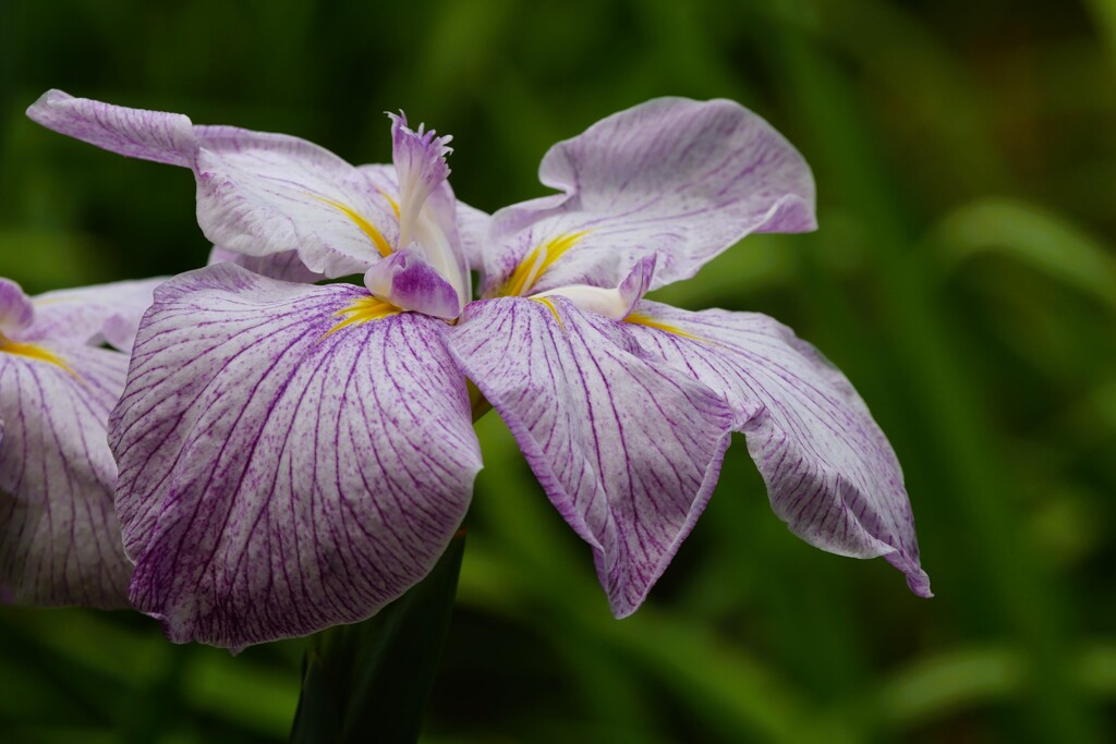 園内の花菖蒲田にて（4）