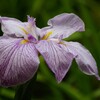 園内の花菖蒲田にて（4）