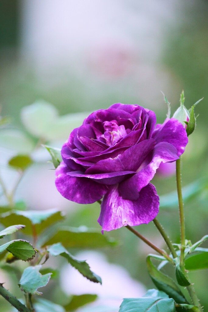秋の薔薇  ⑥