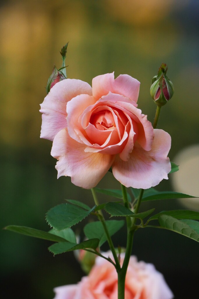 秋の薔薇  ⑦