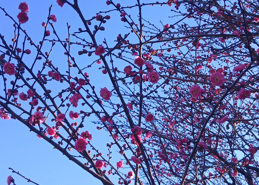 梅の花が・・・
