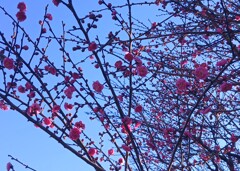 梅の花が・・・