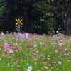 ③「みんなの原っぱ」の東花畑にて